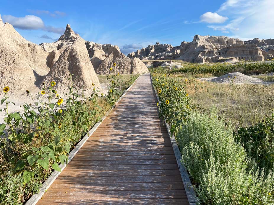 holzsteg neben sonnenblumen im badlands nationalpark
