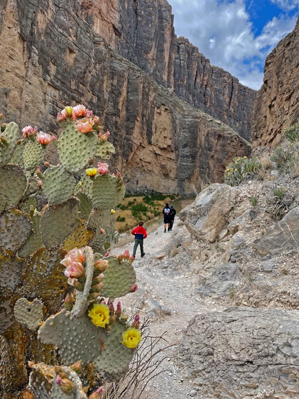 blühende kakteen im big bend nationalpark