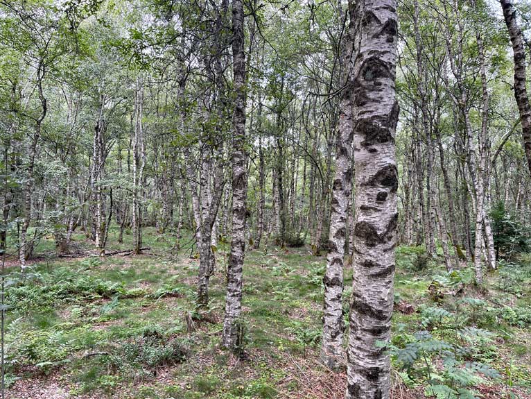 birkenwald im roten moor