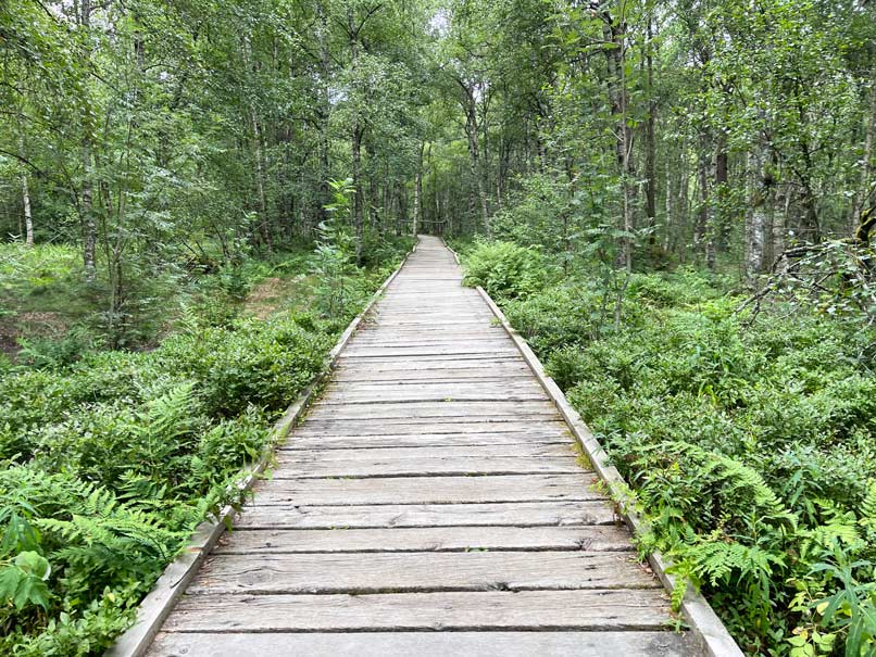 holzbohlenweg in der rhön