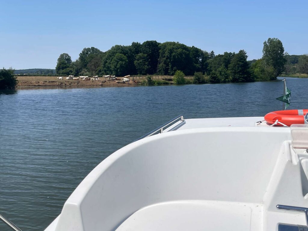 kühe am ufer der saone