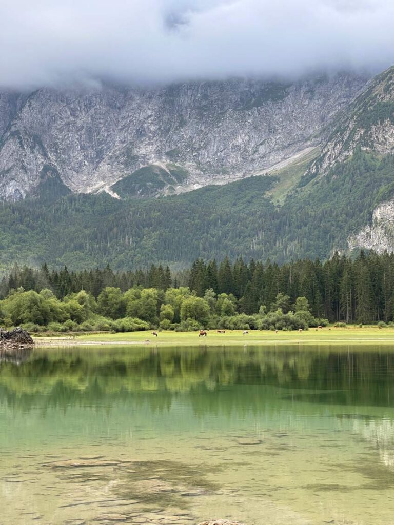 pferde am ufer laghi di fusine